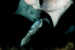 4 Mantas feeding at night in Kona-- not a composite by Andy Lerner 